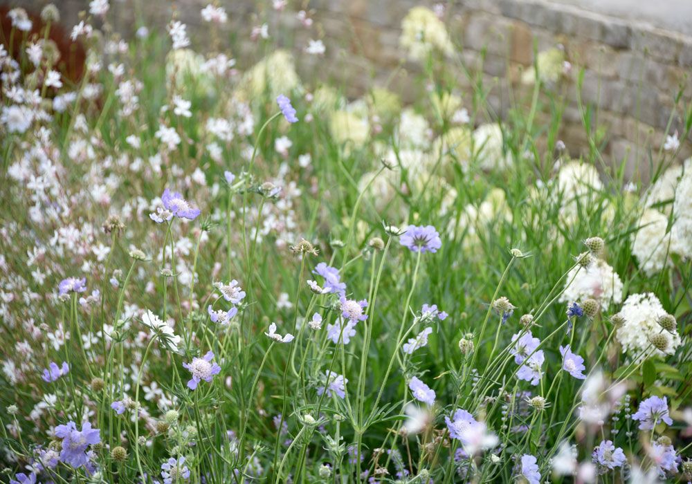 A Softness And And Choice Of Less Cultivated Plants To Oopose The Hard Curving Wall And Support The 'natural Aesthetic